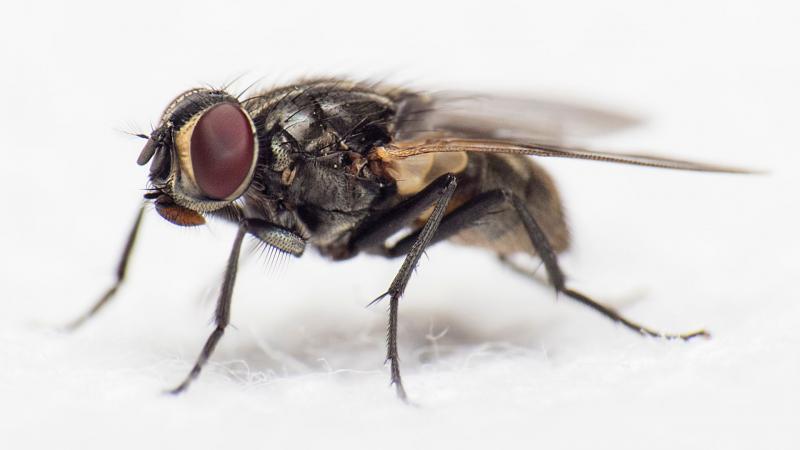 Up close photo of a fly