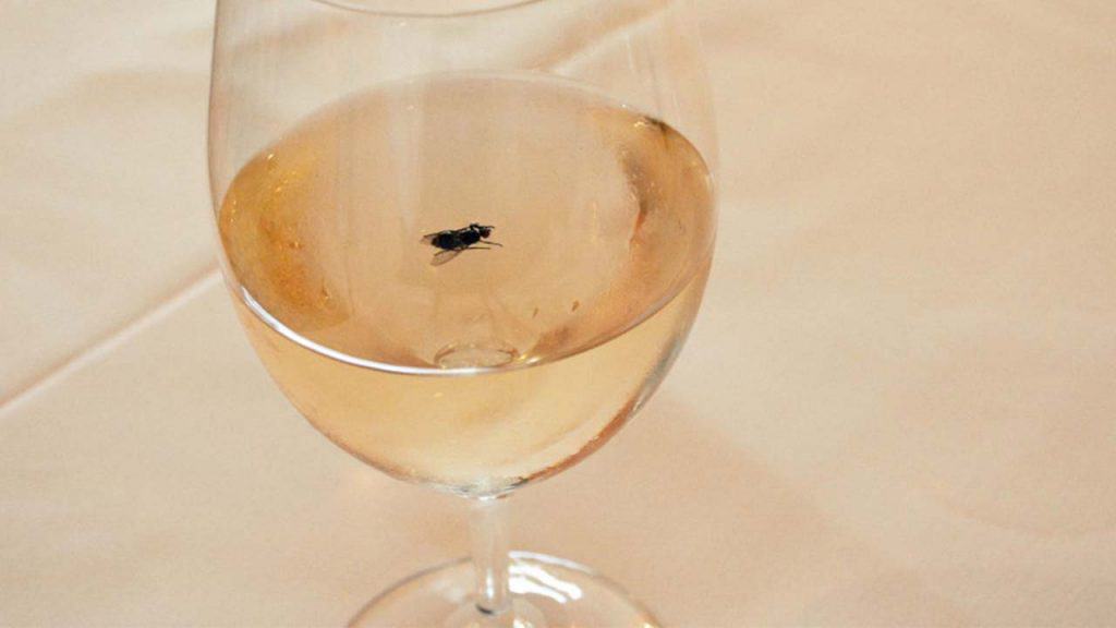 Fly In a glass of wine - restaurant fly control checklist