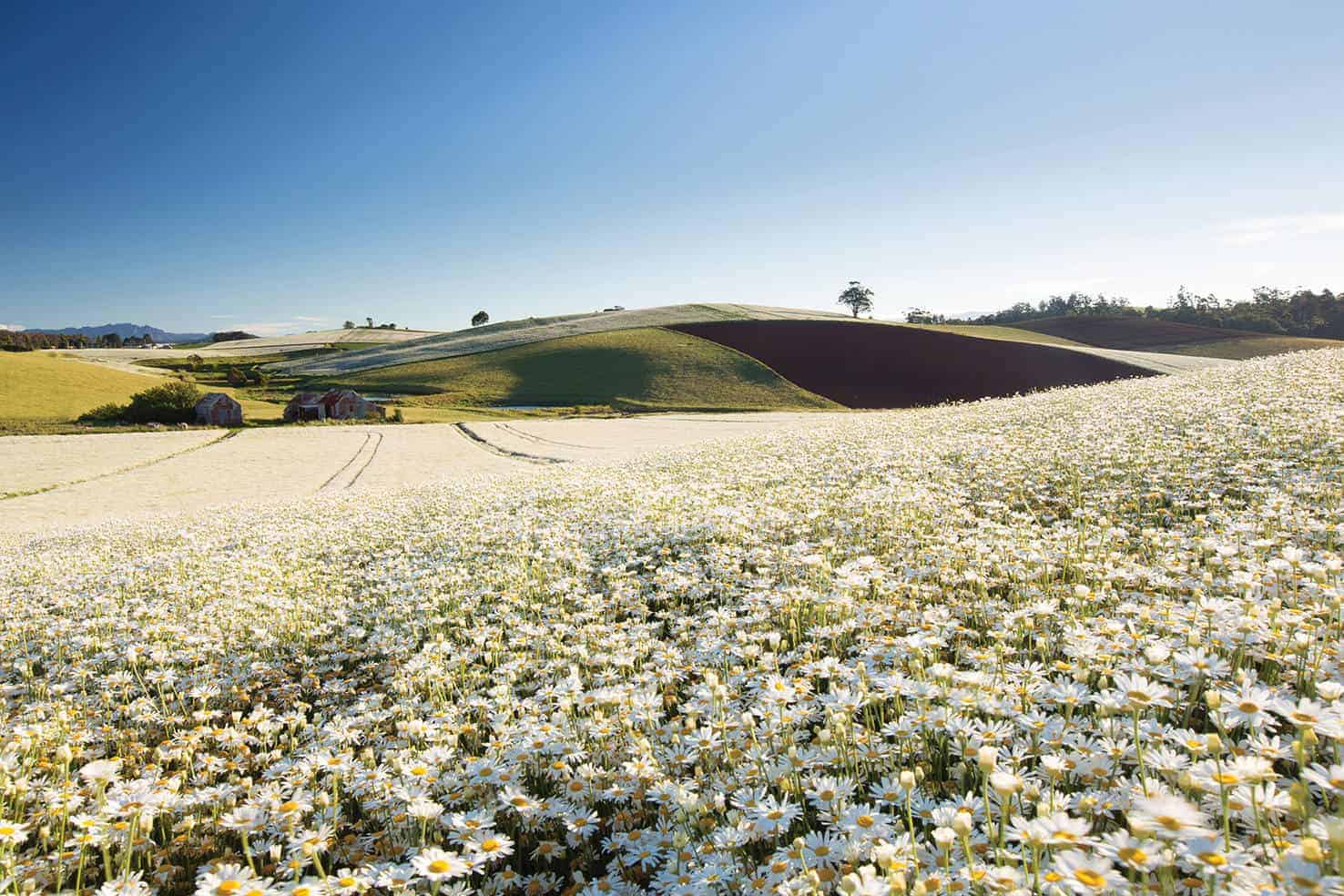 A field of pyrethrum daisys. A crop that never gets attacked by insects!