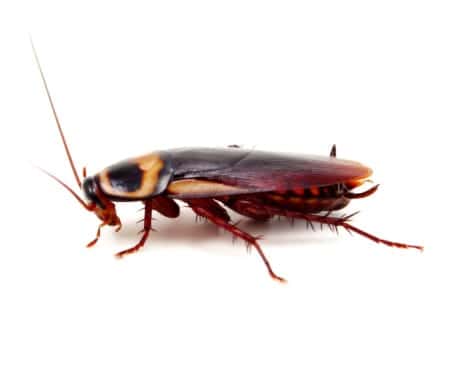 German cockroach or kitchen cockroach