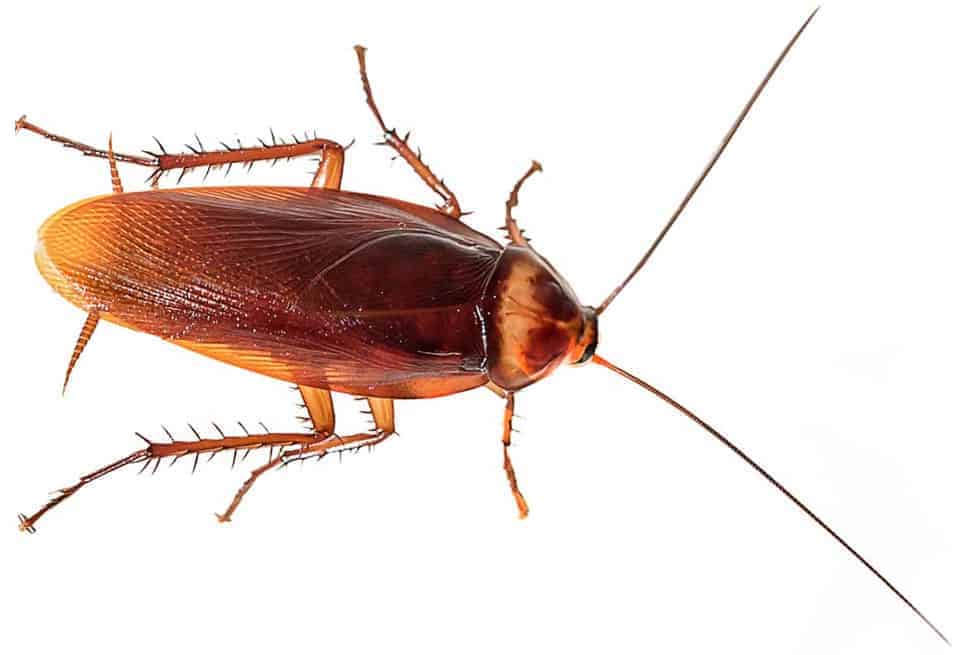 Australian cockroach