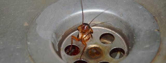 Cockroach squeezing out of the drain in a sink