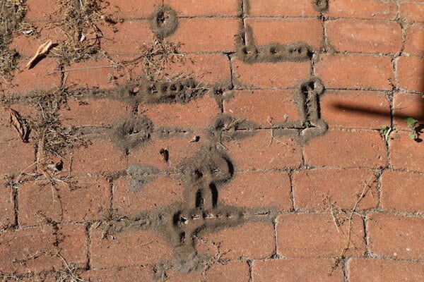 Ant nests in a pathway. Piles of loose dirt. Ant control for restaurants