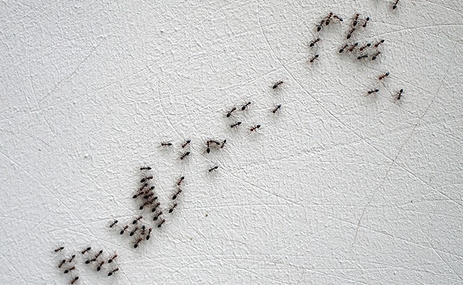 Ants in restaurants following a trail to food and water