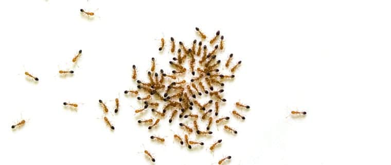 Ants cluster around food. Ant control for restaurants