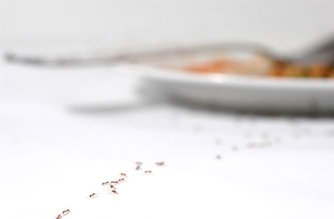 A trail of ants to a plate of food. Ants in restaurants.