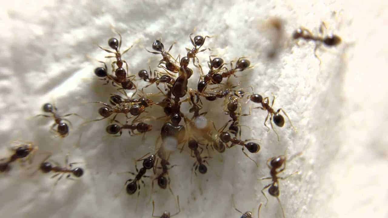 Coastal Brown Ants cluster. Ant control in restaurants