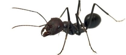 Black house ant. Ant control for restaurants