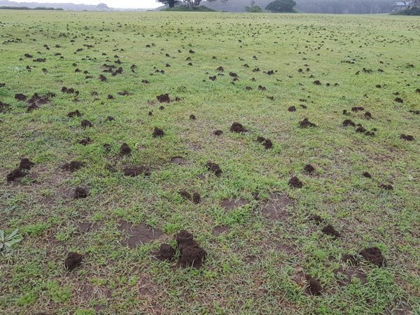 Lots of ant nests in a grass lawn. Ant control for restaurants