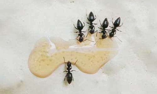 White footed ants cluster around sweet liquid. Ants in restaurant.