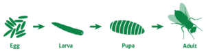 Illustration of the four stages of the flies lifecycle