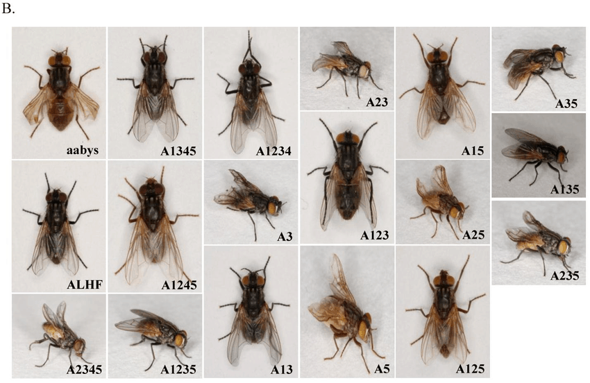 House fly species