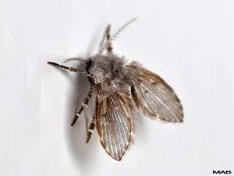 The hairy drain fly