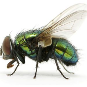 Bright Metallic Green Blow Fly