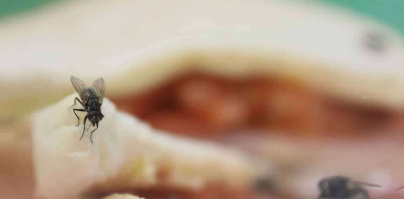 A fly sitting on food. Background is distorted.