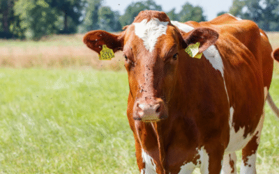 Google’s Most Frequently Asked Questions On Fly Control